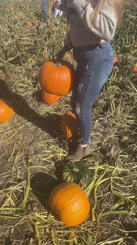 No Pumpkins were harmed in the making of this. #prettyboyswag #pumpkin #pumpkinpatch #fall #link @madisonnrosee3 