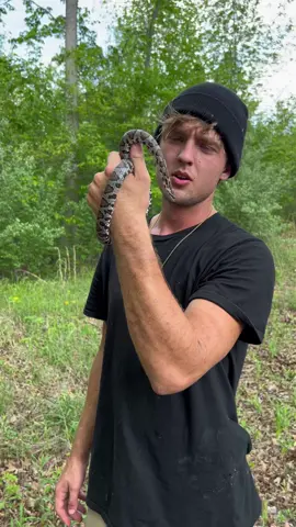 eastern milk snake 2/4 from a two day search for them in the foothills of tennessee!  #herping #snakes #animals #florida 