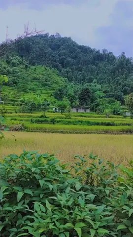 मेरो  गाउँ घर हाे।🏠️🏠️🏠️