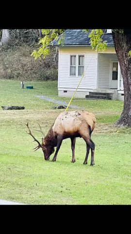 #elk #cataloocheevalley #fall #leaveschangingcolors #mountain #peaceful 