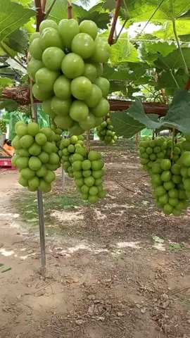 Thăm Vườn nho mẫu đơn 🍇tại KOREA.#traicay #traicaynhapkhau #nhomaudon #nhosuakorea 