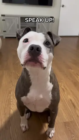 In honor of pitbull awareness month here’s some things that people say about bully breeds without actually knowing anything about them. #apibblenamedfinn #dontbullymybreed❤ #fyp #fypシ #foryou #foryoupage #viral #trend #trending #viralvideo #rescue #adoptdontshop #speakup #speakupchallenge #dogsoftiktok #dogtok #makemefamous #pitbullawarenessmonth #pitbullsarentmean #ilovemypitbull #bestdogever 