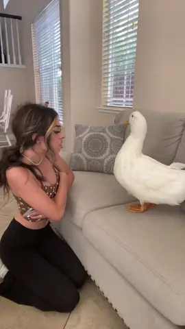Bet you havent seen this speed 💨 #duck #friend #dog #funny #sibilings #comedy 