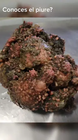 Una rara especie marina, típica de nuestra costa Chilena! Sabemos que son extrañas pero tienen un sabor inigualable! #ostras #fyp #parati #panorama #santiago #chile #mariscos #barrioitalia #piure 