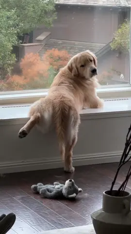 Pose of the day #goldenretriever #dogsoftiktok #goldenretrieverpuppy #funnydog 