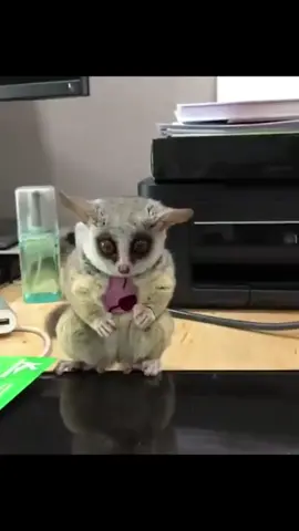 Awww those big eyes 🥹 #slenderloris #animals #aww #cute #pet #monkey 