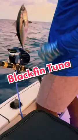The tuna bite was on!!! #blackfin #tuna #ram #powell #key #west #suzuki #boats #offshore #takeiteasyadventures 