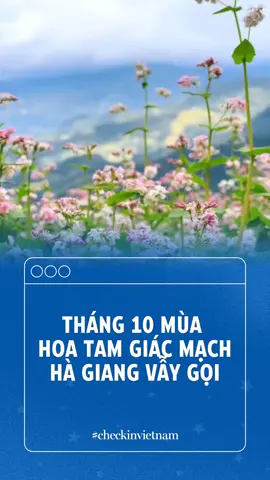 Có hẹn với Hà Giang tháng 10 #vtcmedia #checkinvietnam #news #tiktoknews #travel #tiktoktravel #khanhnews