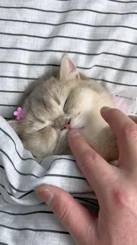 #Cat#fpy