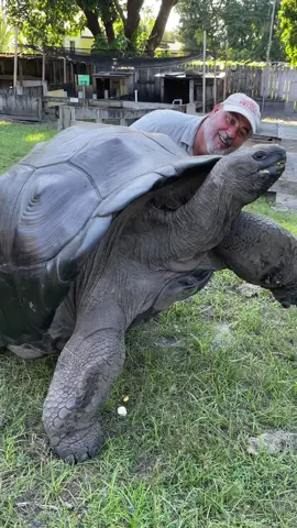 Tank the  Aldabra tortoises is amazing🐢 he is 39 years old and  can live over 200 years and get over 900 lbs eating  vegetables  #giant #tortoise ##aniimalsoftiktok##EduTok
