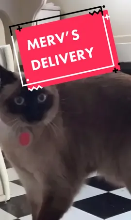 #mervthepet’s PAD THAI was 15 min late 😂😂😂 it’s here finally lmao #yum #cat 