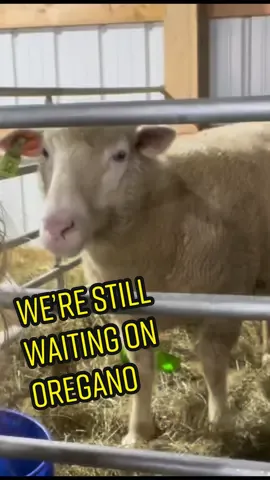And………we’re still waiting on Oregano😂😂 #lambing #sheep #sheepfarmer #sheepfarm #Vlog