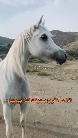 الفرس ولا الحصان اكثر في الوفاء ؟ #ماشاءالله_تبارك_الله #خيل_وخياله🐎 #خيل_عربي_اصيل #اكسبلورexplore #فرسان #خيالات #السعودية #الطائف #جدة #خيول #بن_مشيلح🐎 #بن_مشيلح 