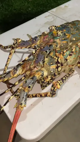 AHHHHHHHHHHHHHH BIG SHRIMP #fyp #spearfishing #fishing 