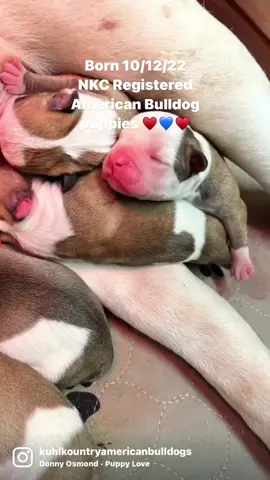 Blessed with a beautiful litter! Mom and pups are all doing great♥️💙♥️ #fypシ゚viral #puppylove #puppiesoftiktok #puppytiktok  #puppylife #cutepuppies #bulldogpuppies #bulldogpuppiesoftiktok #americanbulldogpuppy #reels__tiktok #reelsviral #foryourpage 