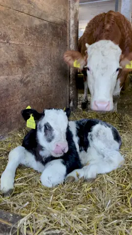 A CALF IS BORN! Unglaublich „gschdiascht“ (Tirolerisch für „süß“) ist das erste Kalb von Mutterkuh „Bleami“ (Blume) auf der Crownhill Ranch ♥️ Das Kälbchen wird Anfangs bestenst beschützt von ihr aber tollt schon bald mit den anderen Jungrindern auf der Wiese herum. Es bleibt so lange in der Herde, bis ein neues Kalb geboren wird. #tirolerjahrling #nesthäkchen #calvesoftitok #calflife #kalb #kälbchen #kälberaufzucht #mutterkuh #mutterkuhhaltung #mutterkuhherde #fleckvieh #belgianbluecattle #belgianbluecalf #cattleoftiktok #farmlife #bauernhof #tierkinder #rinderzuchttirol #rinder #kühe #cow #cowsoftiktok  #calves  #cattlefarm #cattlefarming #schwoich #farminglife #videosforkids 