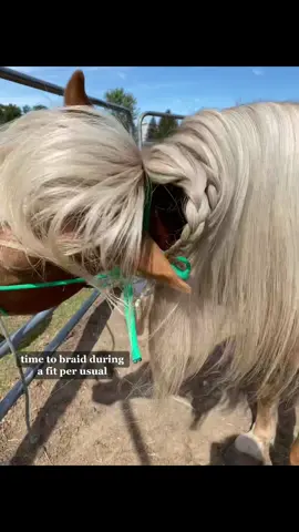 A lot of you asked to see his hair routine. We’ve been using The Pink Stuff for about 2 weeks now. Not in love BUT definitely has some pluses for your horses hair care. Heres our review #horse #horsehair #longhair #horsehaircare #horses #horsetok #cowgirl #horsesontiktok #foryoupage #thesexyhorse #healthyhaircare #horsehelp #horsegirl #horsevideo #productreviewforhorses #trending #google #hobbyfarm #horsecare #horsegrooming #longmane#foryou #longmaneproblems #equine #fyp #longmanecare #relatablecowgirl  