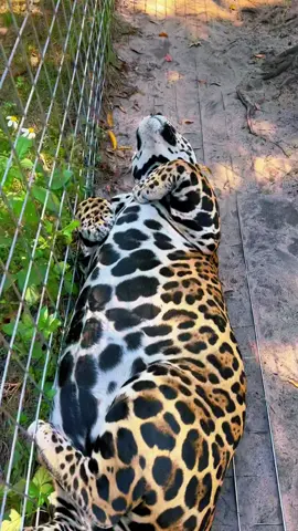 Tank lounging ❤️ #NOTpets #jaguar #jag #bigcat #bigcats #cat #cats #animal #animals #bigbelly #belly #chonk #chonky #beautiful #handsome #amazing #boop #boops #bellyrubs #fl #florida #fyp 