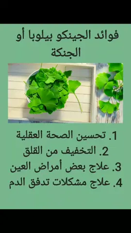 فوائد الجنكة #الجنكة #دعم #لك #عالم_المرأة_العربية1 #وصفتي_اليوم1 #طبختي_اليوم1 #معلومة #fyp #fpy #fypシ #fouryou #foryou #fouryoupage #pourtoipage #pourtoi #pourtoii #اكسبلور #explore 