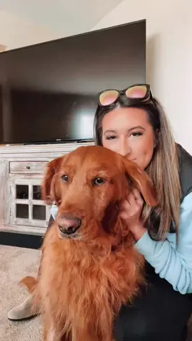 We haven’t seen a 112lb golden do this trend yet, so here we are 🥹💁🏽‍♀️ #goldenretriever #dogmom #dogsoftiktok #everythingsheaint #foryou 