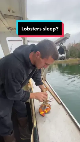 I wanna know how someone figured this out!? #😂 #maine #lobster #lobsterfishing #fy #fyp #ocean #lobstertok #207 #mainecheck #gulfofmaine #seacreatures #sealife #oceans #oceanlife #DidYouKnow #interesting #factorcap 