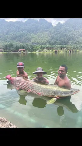 We caught the biggest fish in the lake! #fishing #monster #exoticfish #arapaima #lakemonster #fyp #viral 