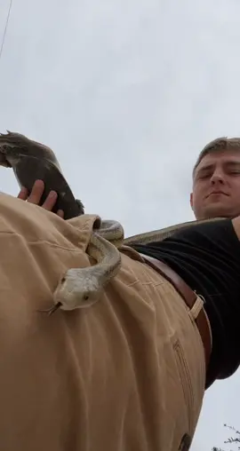 just your average 5 minutes of roadcruising in florida haha  (also i’m holding the softshell like that cause it was insistent on slicing my hands open with its claws)  #herping #animals #snakes #florida #roadcruising #turtle #davidorin 