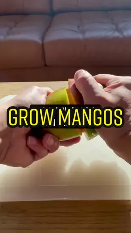 Grow mangos at home! 🥭🌱 #howto #plantsoftiktok #mangotree #LifeHack #recycle 