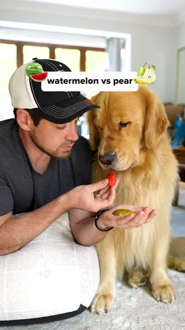 Watermelon is proving difficult to beat!😋 #holdandreview #dogsnacks