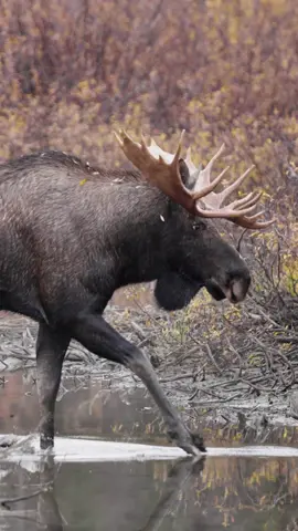 Yukon moose coming in to the call! #hunting #bowhunting #rut #fall #moose
