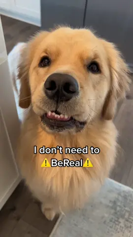 She is just a baby dog okay? #bereal #idontneedtobereal #doglover #goldenretriever 