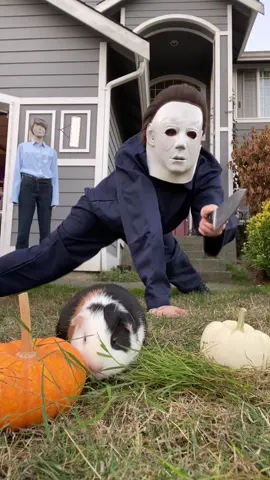 ⚠️plastic toy prop⚠️ get on the ground like… your Michael Meyers 🔪 #jerseyvirago #michaelmyers #jamieleecurtis #halloween #halloweenmovie #guineapig #guineapigsoftiktok #guineapigs #halloweenmovies #halloweenmovies #horrormovie #horrortok #horrortiktok #michaelmyerscosplay #michaelmyershalloween #halloweencostume #2022halloweencostumeideas #scarytiktok #seattle #cosplay #lauriestrode #lauriestrodecosplay #mannaquin 
