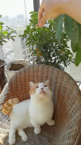 🤫#cat#fyp
