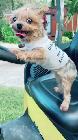 Hello Mr. George, the new guy just doing Tiktok video not wotking 🐶🐾😂😅🚜👷🏻‍♀️ #fyp #fypシ #doglovers #PetsOfTikTok #puppiesontiktok #construction #constructionlife #yorkiesoftiktok #foryoupage #dogmodel 
