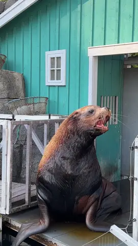 Does this giant Stellar Sea Lion remind you of someone who has not had their morning cup of coffee?  Spotted this big boy @vancouver aquarium. Did you know males can weigh in excess of 1000 kg or 2,200 lbs. @destinationvancouver @vanaqua #coffeeaddict #coffee #sealife #sealion #grumpy #vancouver #foryou #animals #rescueanimals #funnyvideos #explore #explorepage #westcoast  