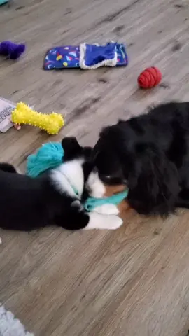 Ripley teaching her new little sister how to play with toys together.  #productionbuddy #corgi #minibernesemountaindog #puppies #playtime 