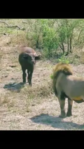 King 👑 🤣🤣 #lion #buffalo #wildanimals #animals #DidYouYawn 