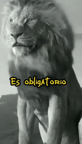 #frases #motibadoras #leones #leonelreydelaselva #viralvideo #reflesiones #foryoupage