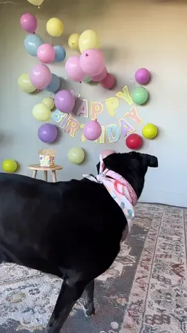 I hope you had the best day, we love you!🥳❤️ #birthday #birthdaygirl #dogbirthday #birthdaydog #happybirthday #11 #seniordog #dogbirthdayparty 