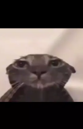 ?#xd #freefire #freefirecringe #raro #gato #cringe #flypシ #viral #fyaaaaaaaaaaaaaaaaaaaaaaaaaaaaaaaa 