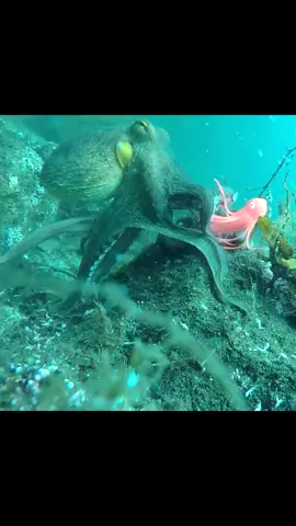 A funny fish!#fishing #underwater #Outdoors 