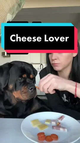 Cheese win 🤣🤣 #rottweiler #dog #cutedog #food #foodlovers #cheese #cheeselover #serbianrottweiler #Foodie #dog #dogsoftiktok 
