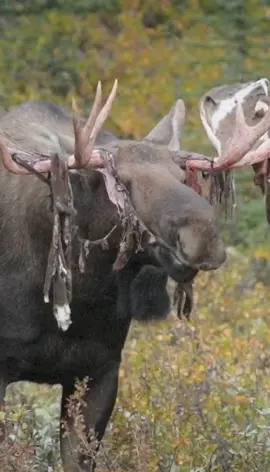 A bull moose doing his best to strip the velvet off his antlers. . . . . #Moose #bullmoose #fall #autumn #Canada #explorecanada #Outdoors #wildlife #canadianrockies #explore 