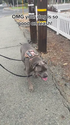 He’s 135 pounds, hiding behind cars, 180 turns, and standing behind bushes but at least he gets his walkies #canecorso #reactivedogawareness #sweetestboy 