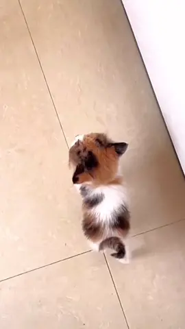 🥺