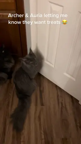 Life with Mainecoons Archer & Auria 😍#fypシ #catsoftiktok #mainecoon #blackcat #tiktok #cat 