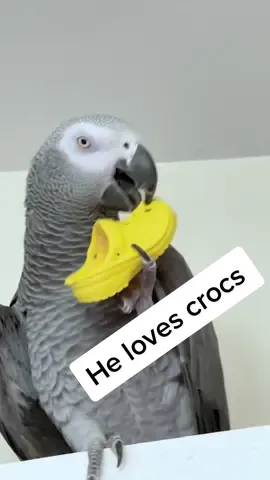 Apollo loves crocs #fyp #talkingparrot #crocs #cute #funny #africangrey #birds #parrot #pets #animals #learning #learningtotalk
