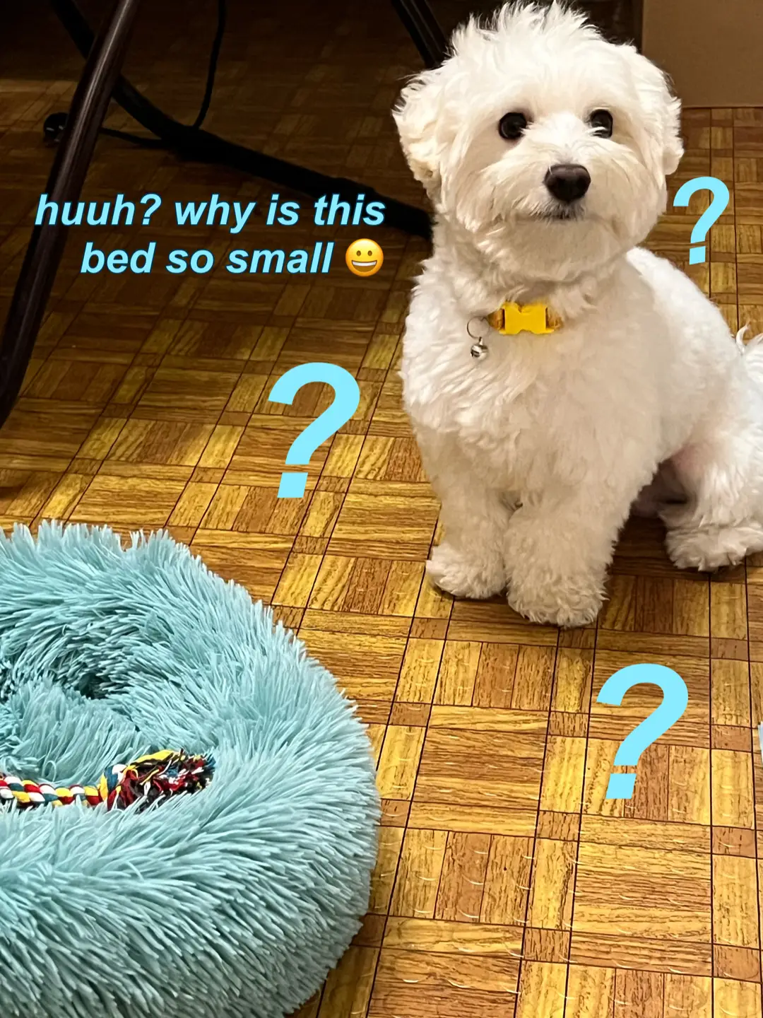 i demand a bigger sized bed!!! 😤🫤🤠 if you want to purchase the bed it is linked in the comments below! #dogmeme #funnydog #funnypets #comedy #petsmeme #funnyvideos #fyp #dogsoftiktok #newtrendbykani #dogmeme #dogasmr #petasmr #kani #kaniandpets #yourdoggokanisushi #asmr #PetsOfTikTok #asmr #dogmeatcubes #dogtreats #dogbiscuit #petbiscuit #dogeating #dogtreatsasmr #dogbed #petbed #donutbed #petcalmingbed #catbed #dogfood #HomeBudolFest #ChristmasHomeSale #MySweldoBudol #SuperSulitSale #TiktokLovers