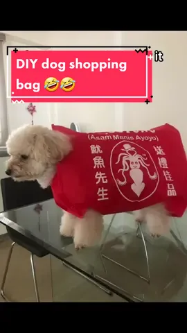 HAHAHAHA in my defence, my parents saw it and cut up the bag for her hahahahahaha and she's not happy about it 🤣 #dogprank #maltipoo #dogsoftiktok 