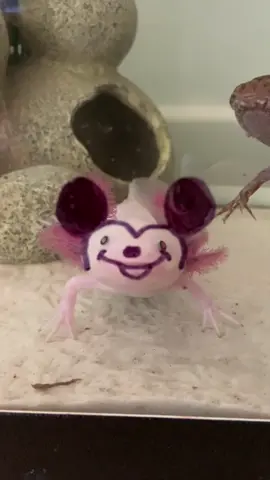 🐭 #fyp #foryou #pourtoi #axolotl #viral #mickeymouse #disney #trend #Minecraft  #roblox  #animals #PetsOfTikTok #xyzbca 